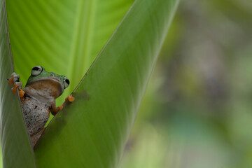 Flying Frog on Beautiful Place