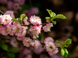 cherry blossom bush in the early morning