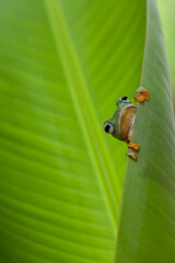 Flying Frog on Beautiful Place