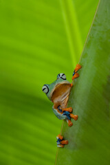 Flying Frog on Beautiful Place