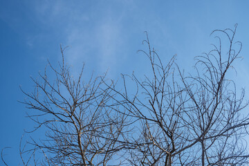 dry tree branches that died because of the dry season against the background of a bright blue sky