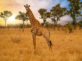 Giraffe on savannah in Africa, Kruger National Park