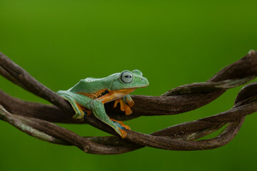 Flying Frog on Beautiful Place