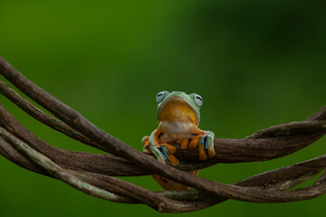 Flying Frog on Beautiful Place
