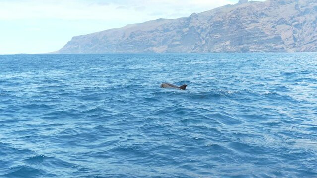 Watching group of dolphins leaping out in sea surface. Wild natural habitat 