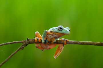 Fototapeta premium Flying Frog on Beautiful Place