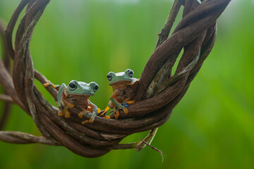 Flying Frog on Beautiful Place