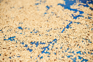 Coffee beans spread out in the sun to be dried in a traditional way in the courtyard of a rural house in Santander, Colombia.