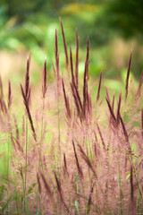 Obraz premium Natural scene, purple spikes on a background of green generic vegetation. Vertical composition without people with copy space.