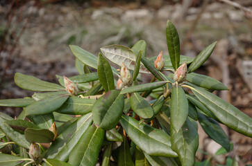rhododendron shrub with buds in the garden