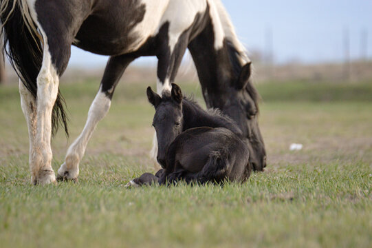 Foal sleeping while mom grazes on grass
