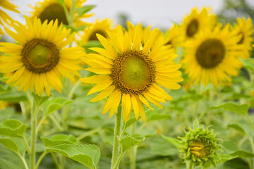 Obraz premium Yellow sunflowers bloom in a garden in Bangkok, Thailand
