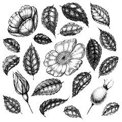 Collection of vintage flowers, leaves and berries of wild rose. Rose hip hand drawn, sketches, pointillism style.