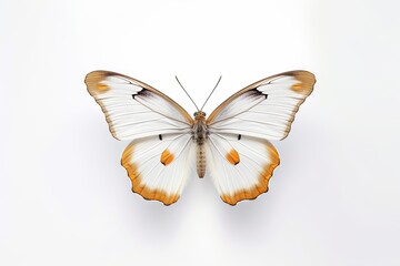 Fototapeta na wymiar Romantic Flutter. Beautiful Butterfly in Nature, Isolated on White Background. Generative AI illustrations.