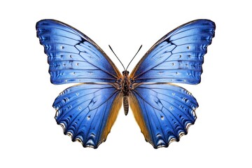 Romantic Flutter. Beautiful Butterfly in Nature, Isolated on White Background. Generative AI illustrations.