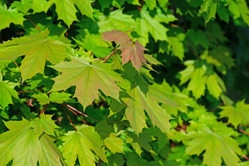 Fototapeta na wymiar Junge Blätter vom Ahornbaum im Frühling