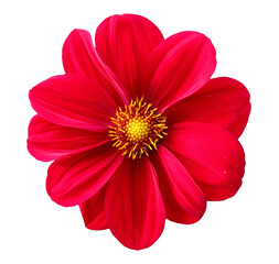 Transvaal daisy Red Color Flower, gerbera, annual Plant, magenta png