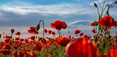 Zelfklevend Fotobehang Anzac background. Poppy field, Remembrance Memorial day. Red poppies. Memorial armistice Day, Anzac day banner. Remember for Anzac. © Volodymyr