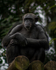 Fototapeta premium leader monkey