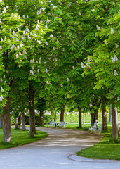 Beautiful panorama of the green city park, white benches, flowering trees, chestnuts, sunny day.town garden