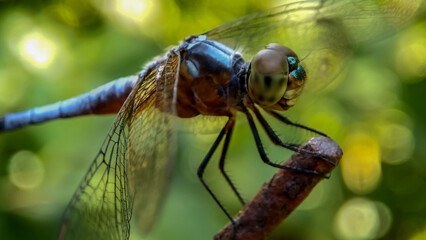Brachydiplax chalybea dragonlfly. The magnificent little one. Seen resting on a steel bar with blurred background and selective focus.