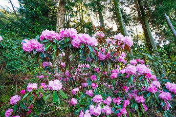 屋山のシャクナゲ