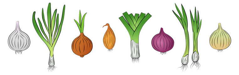 Set of different onions on white background