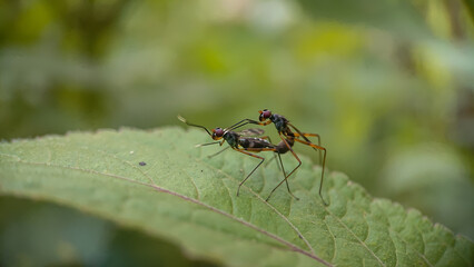 A pair of long-legged fly making love on green leaf with blurred background, selective focus.