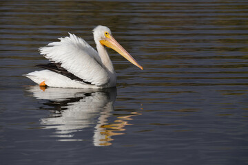 a lone pelican and it's reflection