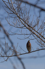 green heron sitting in a tree