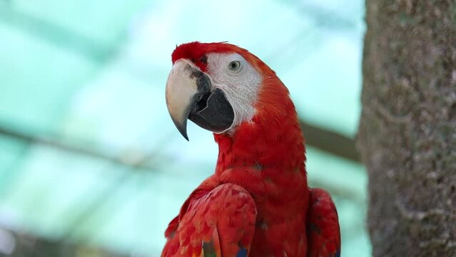 Image of a rescued Scarlet Macaw perched on a tree branch inside a wildlife refuge in Costa Rica, brightly colored macaw parrot