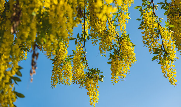 Branches with yellow flowers of Laburnum Anagyroides, Golden Chain or Golden Rain tree, against blue sky.