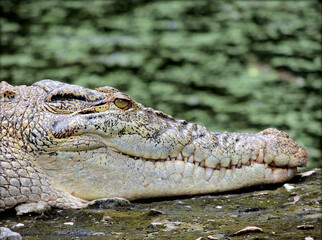 Obraz premium Crocodile in the along the banks