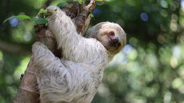 Close-up horizontal landscape of a sloth eating leaves and walking on a tree branch at a wildlife rescue center in the rainforest of Limón, Costa Rica
