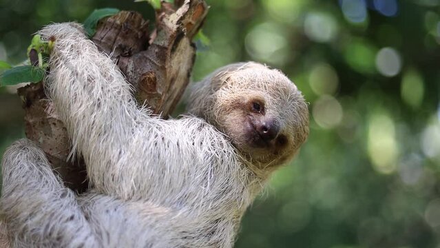 Close-up horizontal landscape of a sloth eating leaves and walking on a tree branch at a wildlife rescue center in the rainforest of Lim&oacute;n, Costa Rica