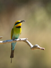 Rainbow Bee Eater