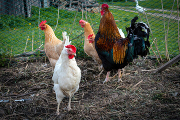 A group of chickens are standing in a pen...
