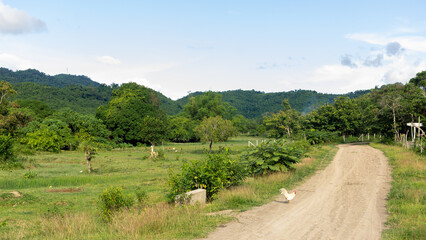 Countryside