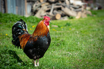 A multicolored rooster walks around the village.