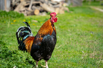 A multicolored rooster walks around the village.