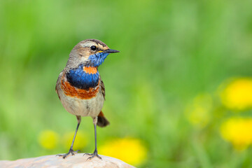 Bluethroat sits on the ground Close-up.