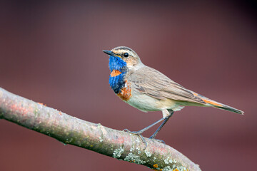 Bluethroat bird close up ( Luscinia svecica )