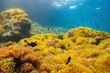 underwater video clips to see the beauty of the sea and the clarity of water in Chumphon Province, Thailand