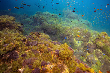 underwater video clips to see the beauty of the sea and the clarity of water in Chumphon Province, Thailand