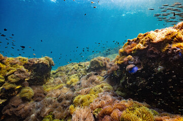 Fototapeta na wymiar underwater video clips to see the beauty of the sea and the clarity of water in Chumphon Province, Thailand