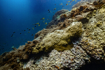 underwater video clips to see the beauty of the sea and the clarity of water in Chumphon Province, Thailand