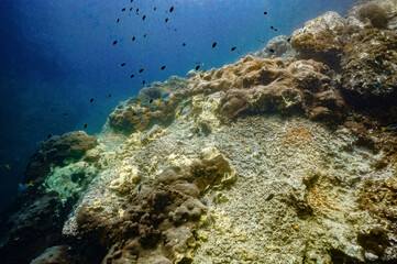 underwater video clips to see the beauty of the sea and the clarity of water in Chumphon Province, Thailand