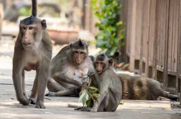 A troop of macaques on an abandoned, demolished footbridge in the tropical nature, Thailand