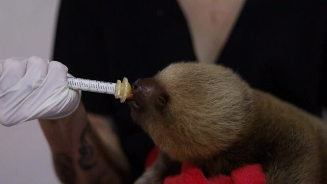 Veterinaria femenina alimentando perezosos heridos en un centro de rescate refugio de vida silvestre dentro de Costa Rica