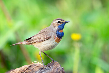Bluethroat sits on the ground Close-up.